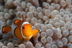 A clownfish living in an anemone near Bali island.