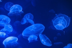 Group of jellyfish on the blue dark water. Suitable as a background.