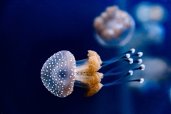 Australian Spotted Jellyfish In The Saltwater