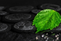Beautiful Spa Background Of Green Leaf Hibiscus On Zen Basalt Stones With Drops In Ripple Reflection